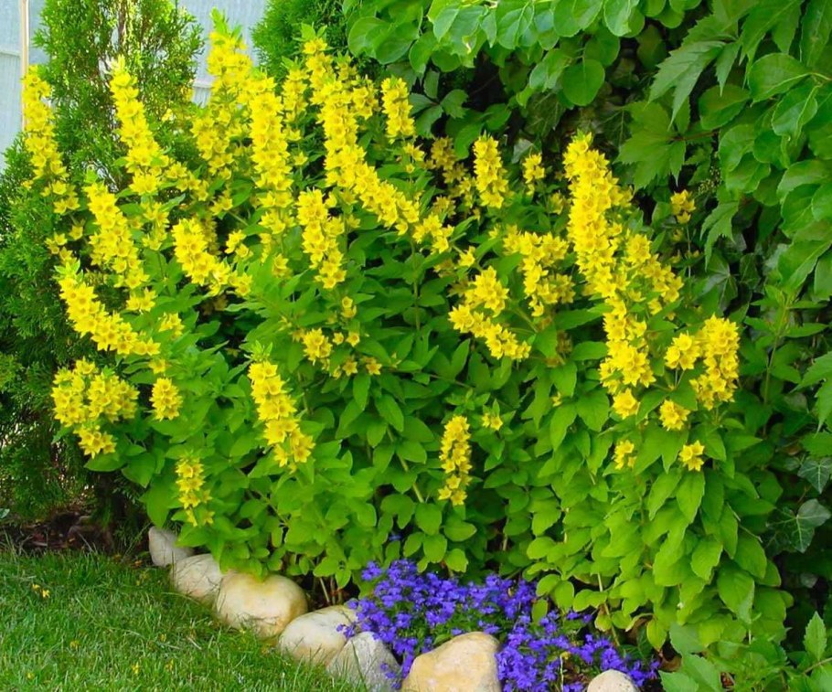 Вербейник Луговой