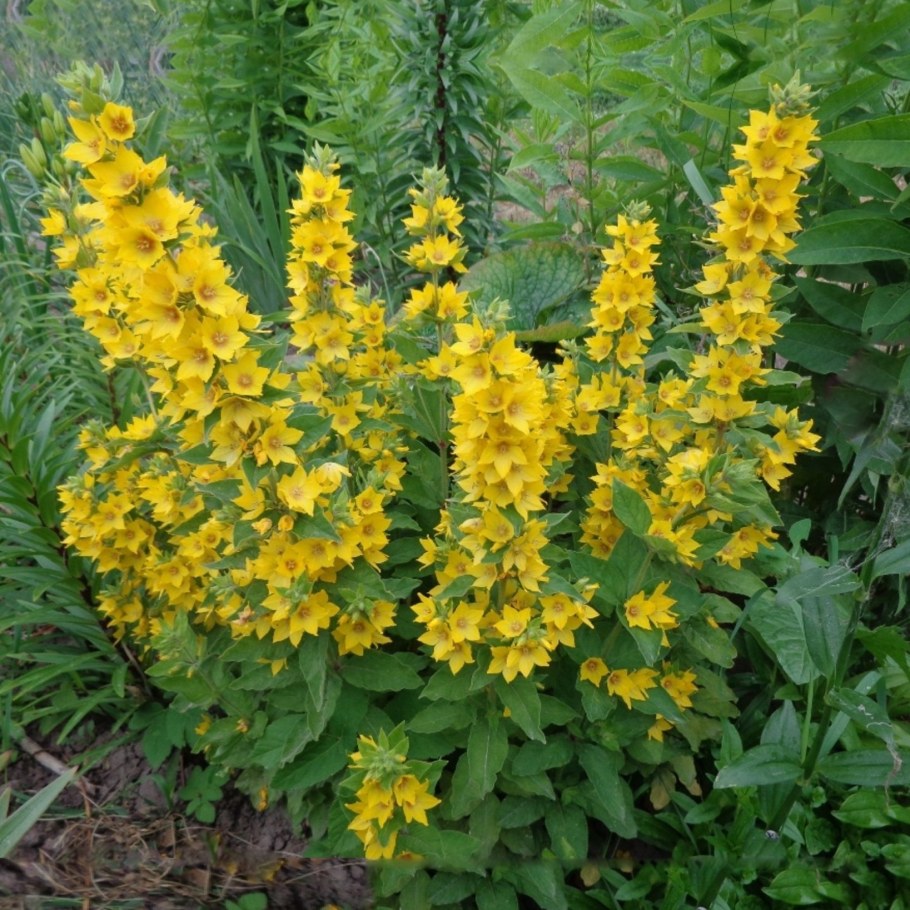 Вербейник Лизимахия