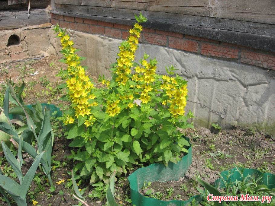 Вербейник монетчатый Aurea