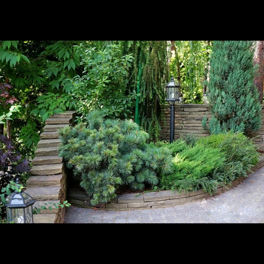 Можжевельник Блю Пацифик