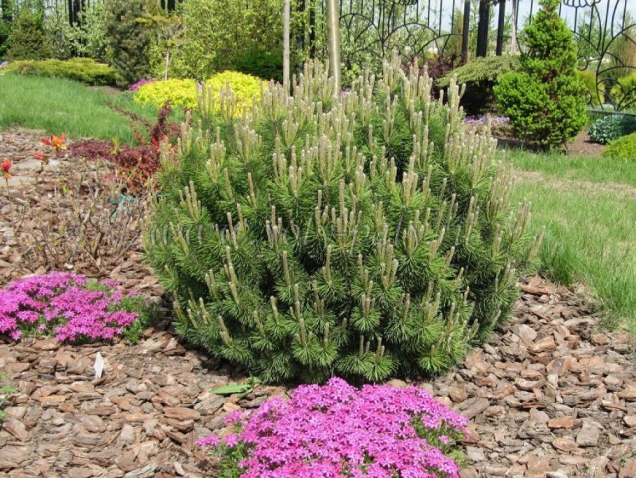 Сосна Горная Пумилио