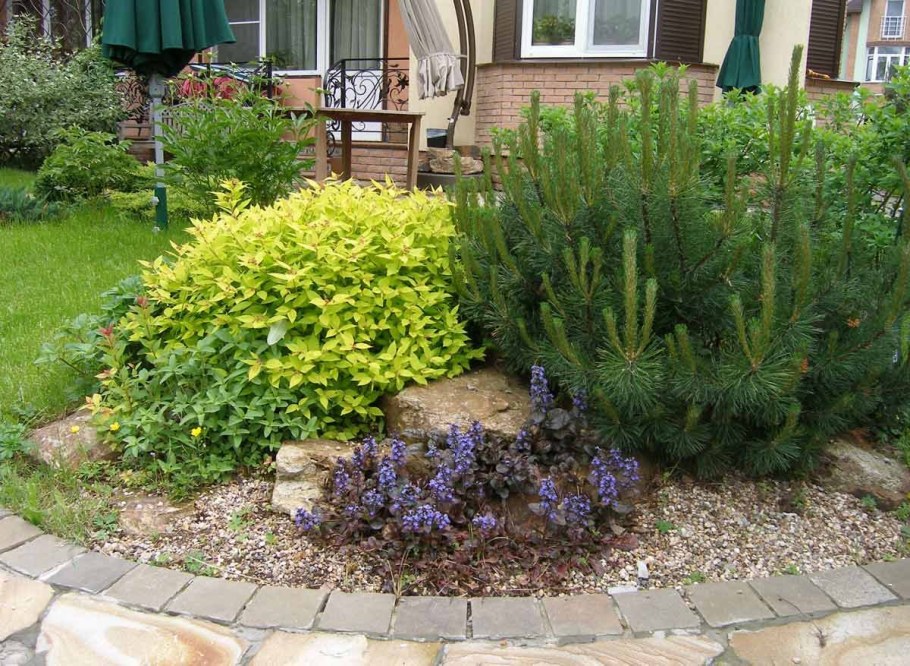 Рокарий туя Барбарис