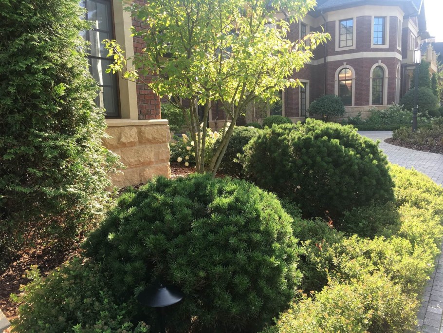 Васецкий Илья хвойники