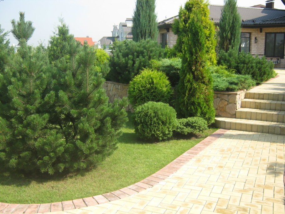 Сосна Горная Мугус (mughus)