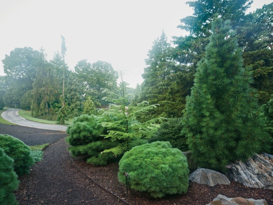 Сосна Горная в рокарии