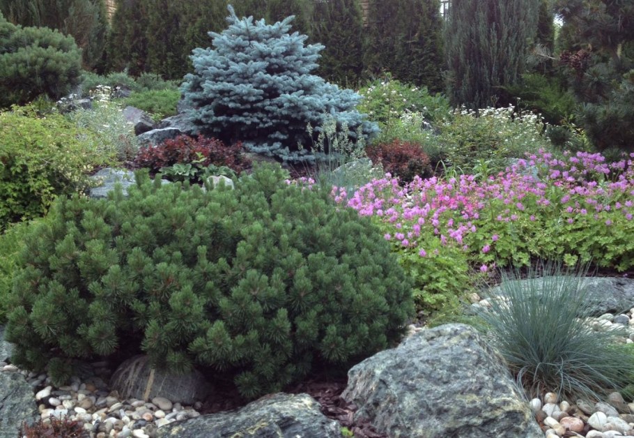 Сосна Горная Милки Вэй