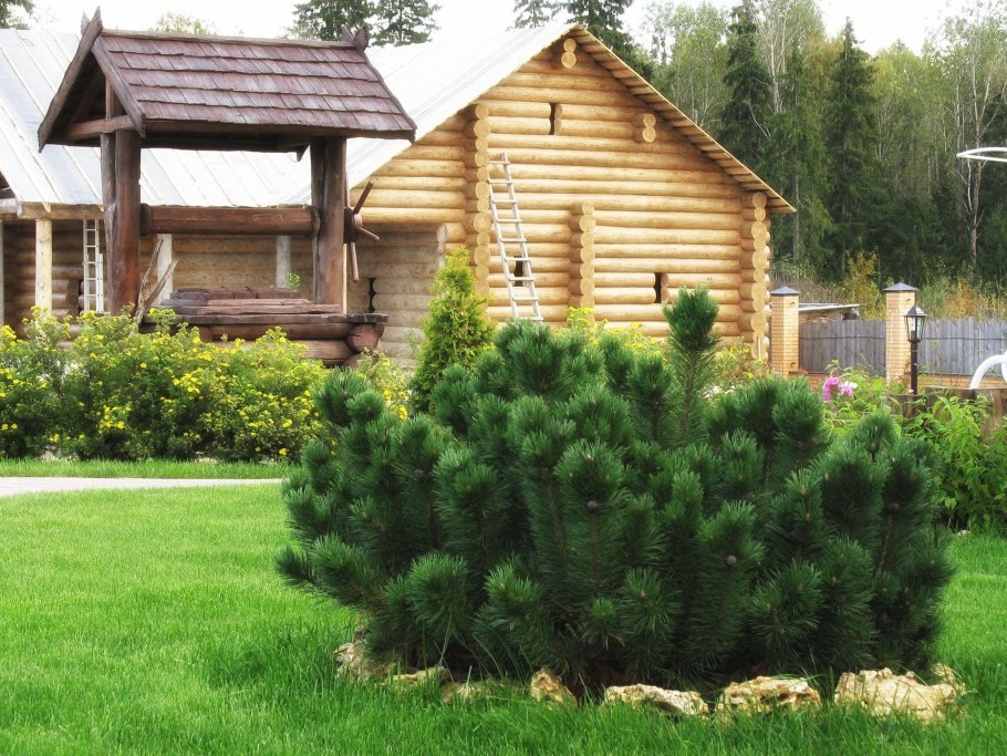 Мугус сосна Горная в ландшафте