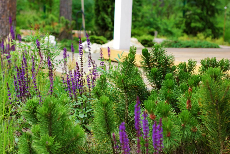 Сосна Горная и котовник