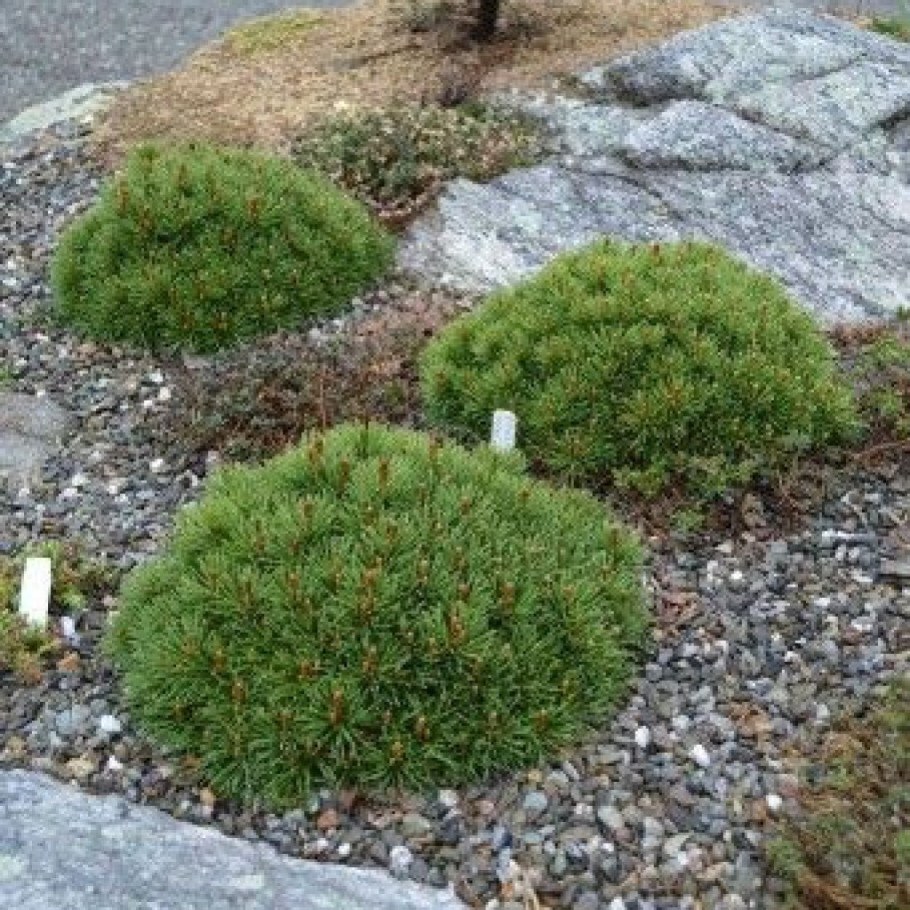 Сосна Горная Мопс