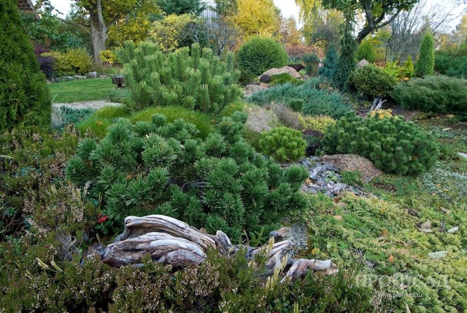 Сосна Горная Мугус в рокарии