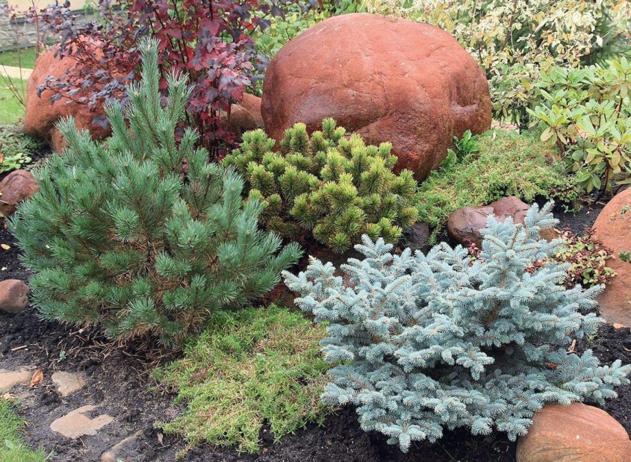 Ель Глаука Глобоза и сосна Горная