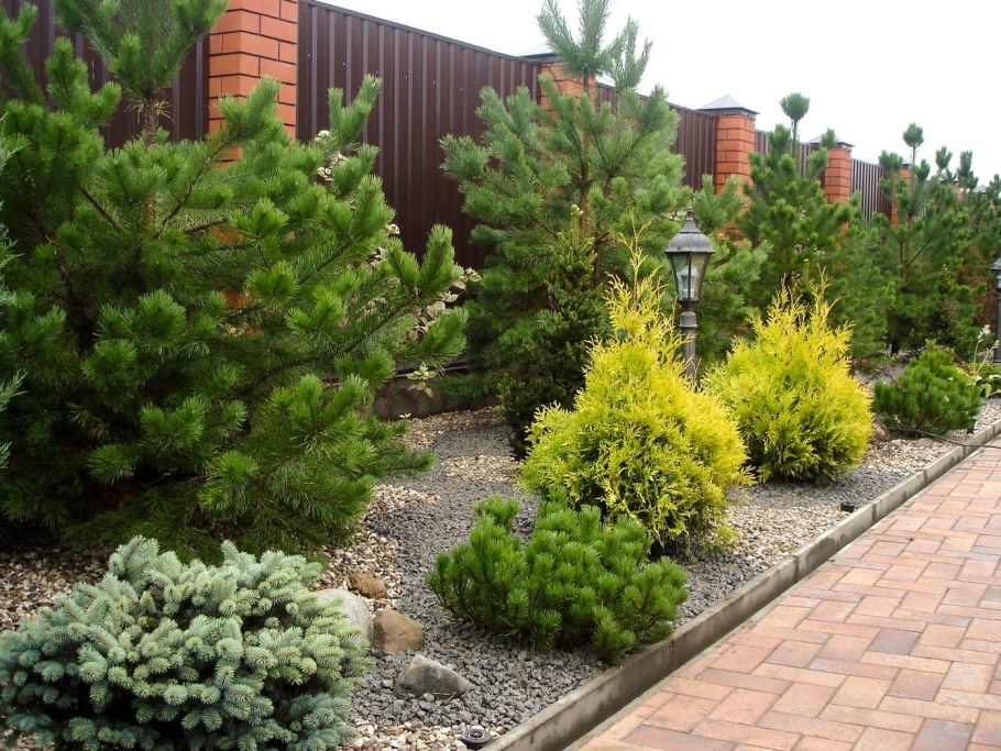 Сосна Горная Мугус ниваки