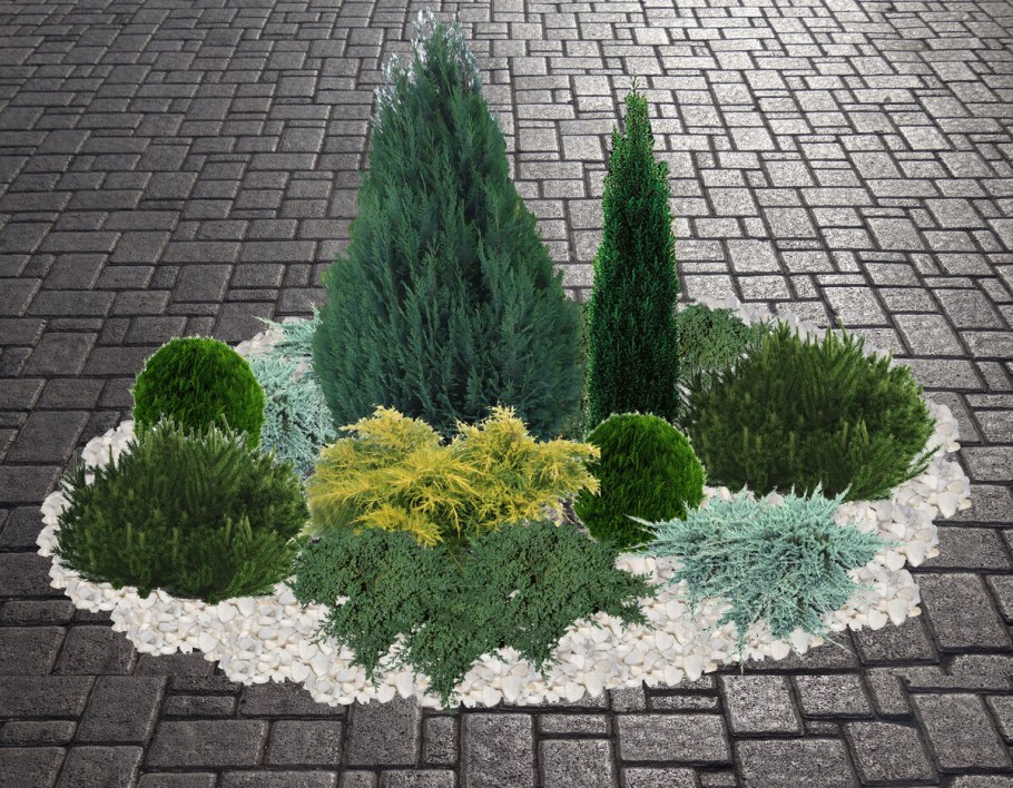 Клумбы с туей даникой и можжевельником