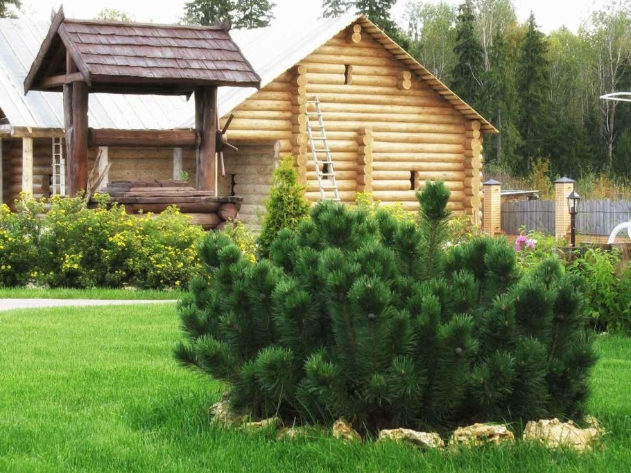 Сосна Горная Мугус на альпийской Горке