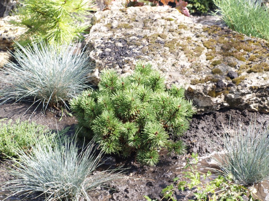 Сосна Горная Мугус в альпинарии