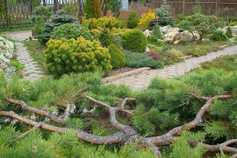 Сосна Горная ниваки