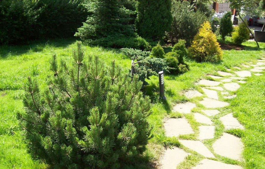 Сосна Пумилио Горная миксбордер