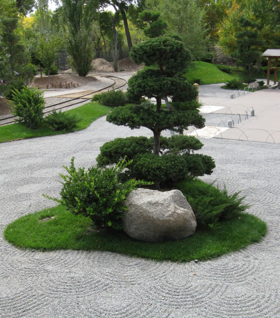 Сосна ниваки рокарий