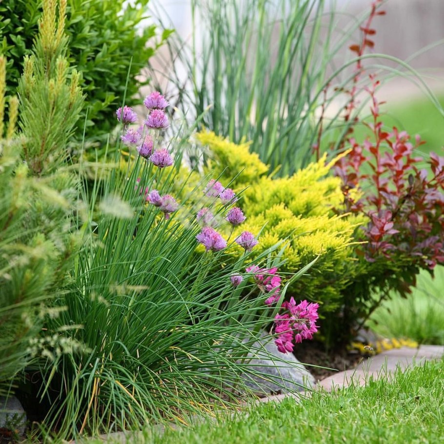 Шнитт лук на клумбе