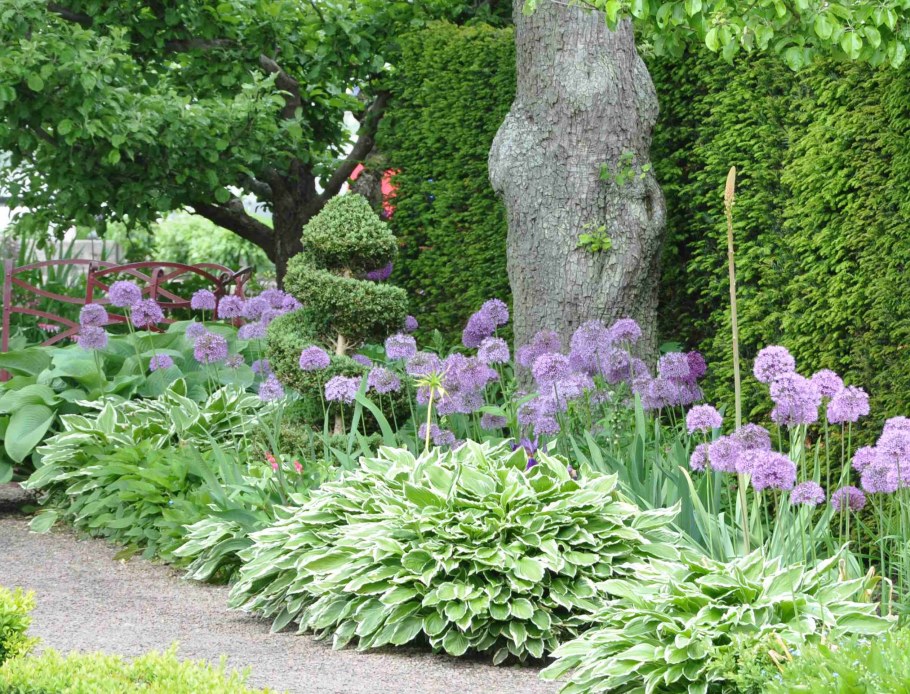 Аллиум котовник ландшафт