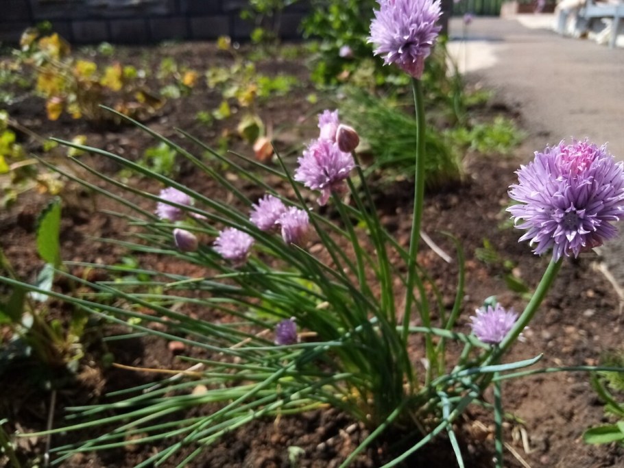 Лук шнитт зеленый великан