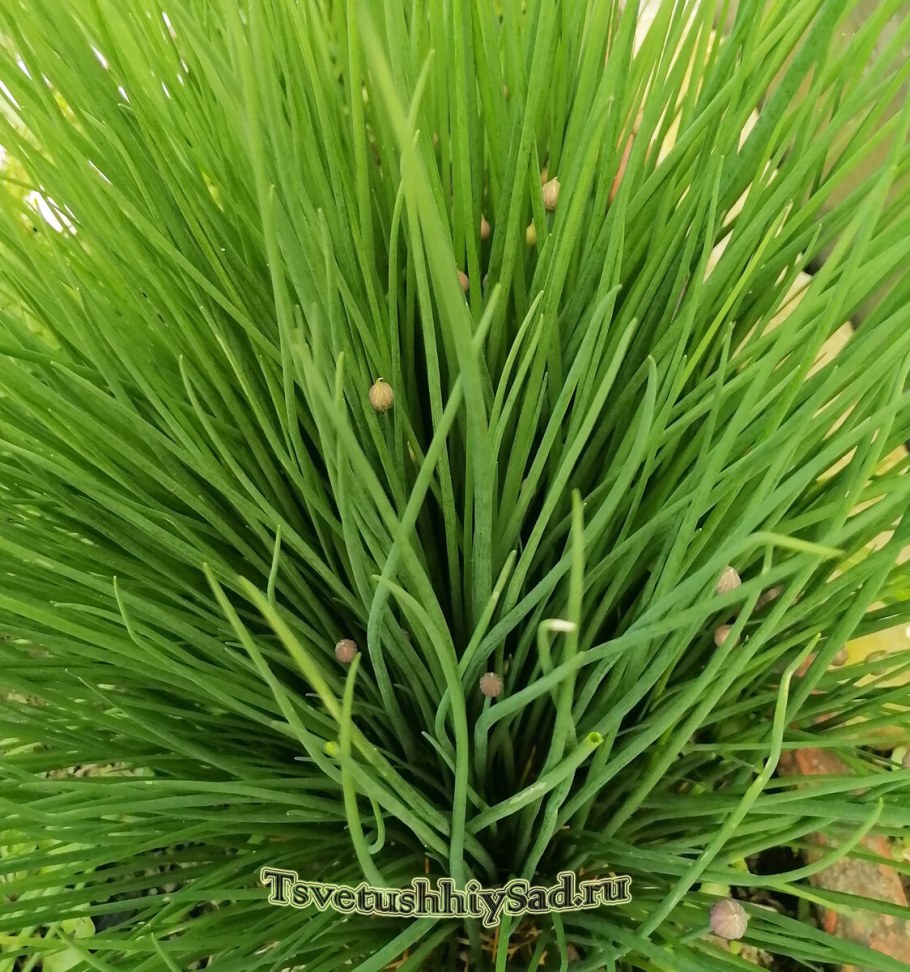 Юнкус Спиралис