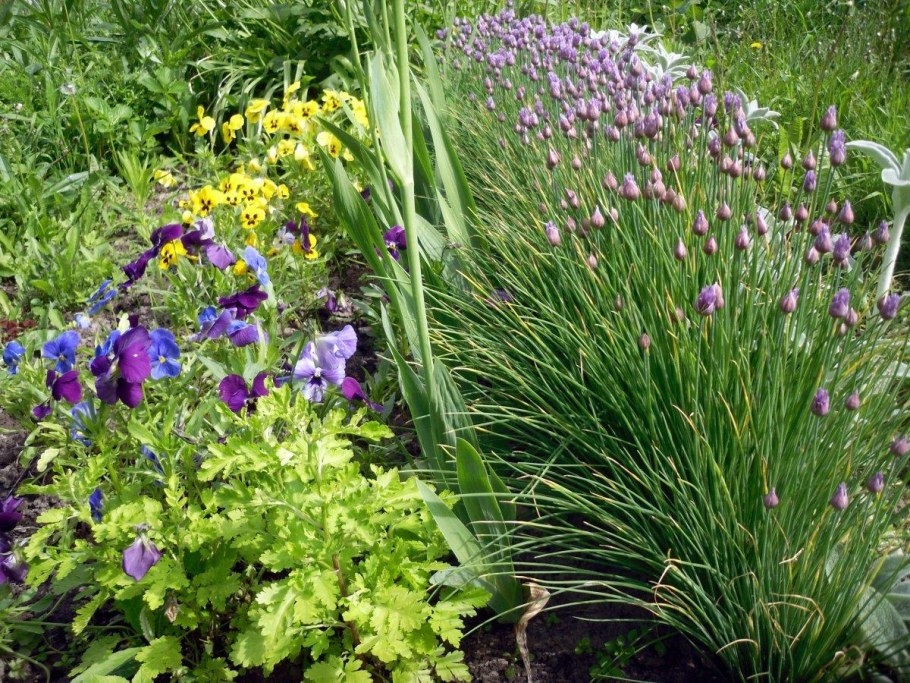 Шнитт лук и ирисы