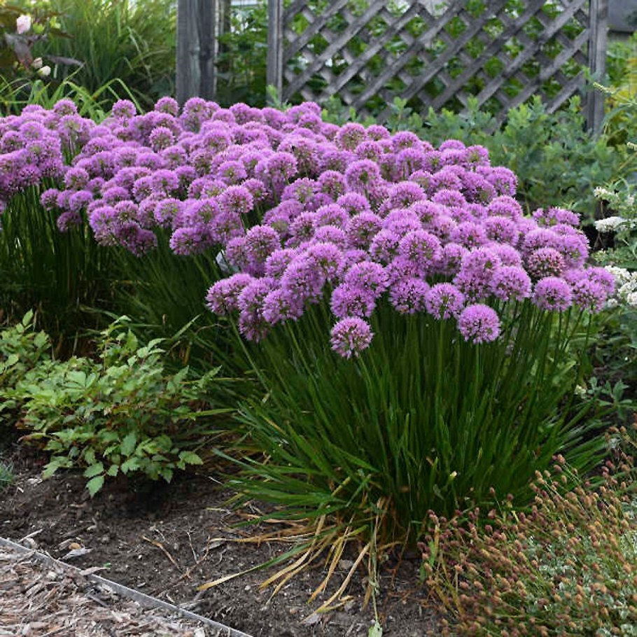 Лук шнитт (Allium schoenoprasum)