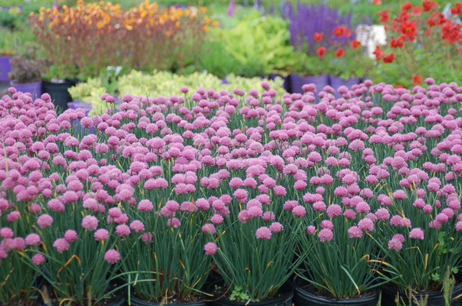 Лук шнитт (лук скорода)