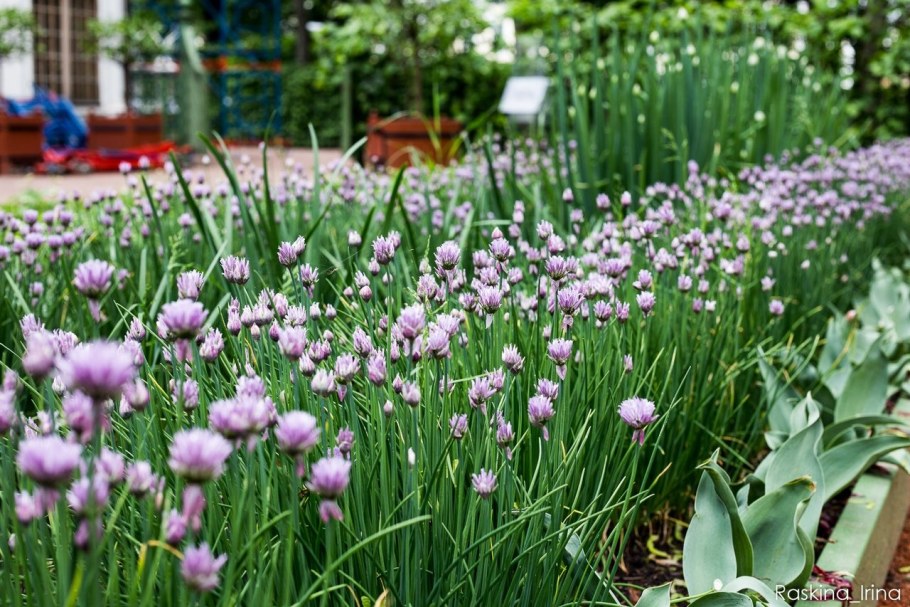 Шнитт-лук лук резанец