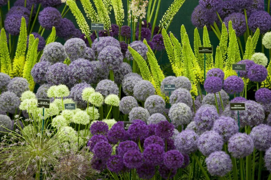 Лук аллиум афлатунский