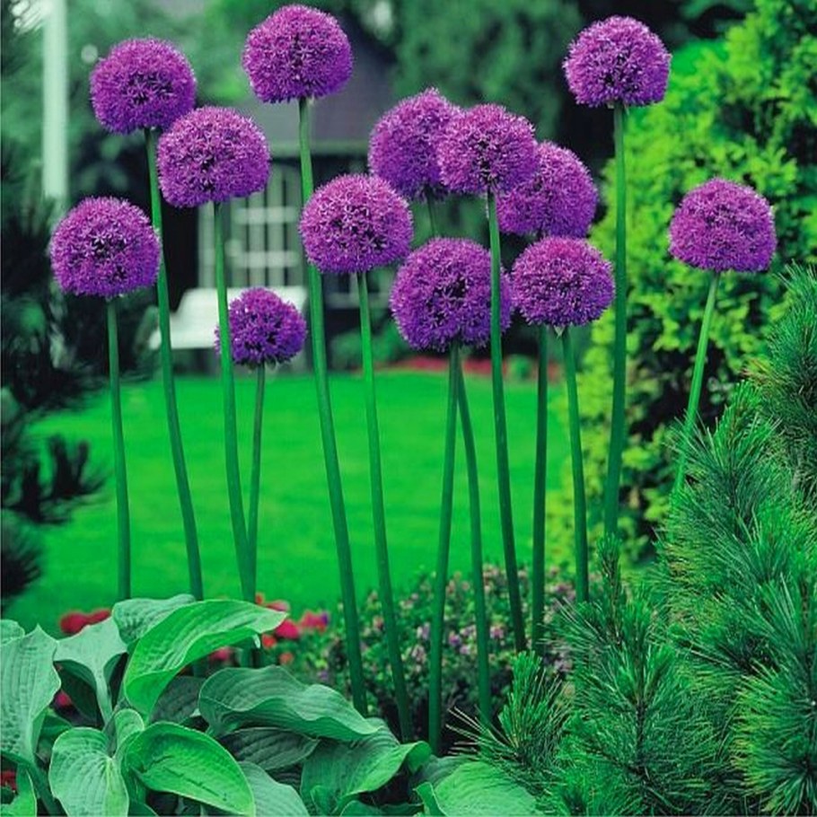 Red giant аллиум