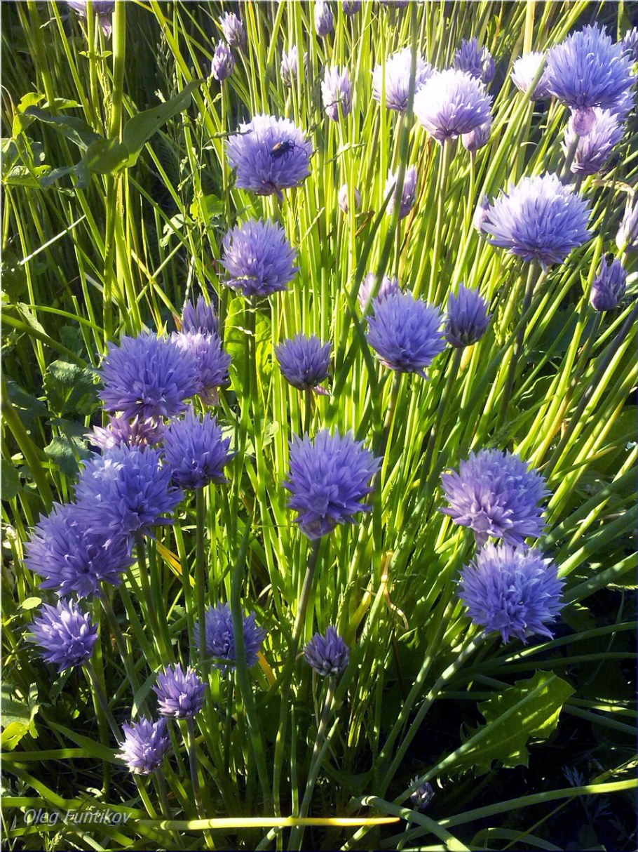 Лук скорода шнитт Луговой