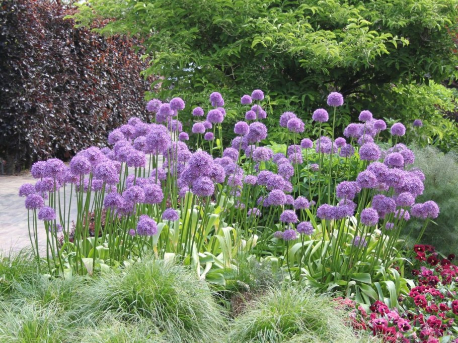 Лук афлатунский луковицы