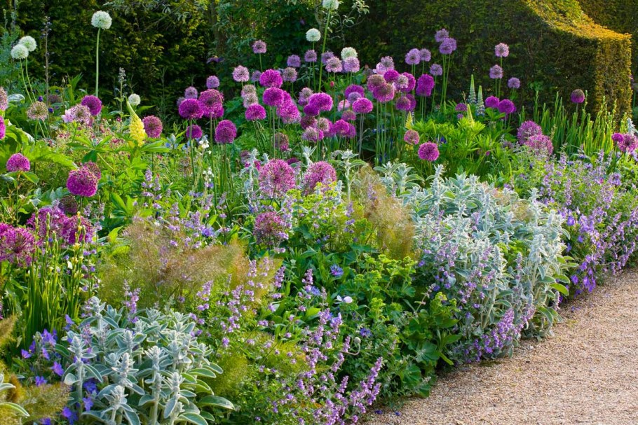 Цветник с шалфеем и котовником