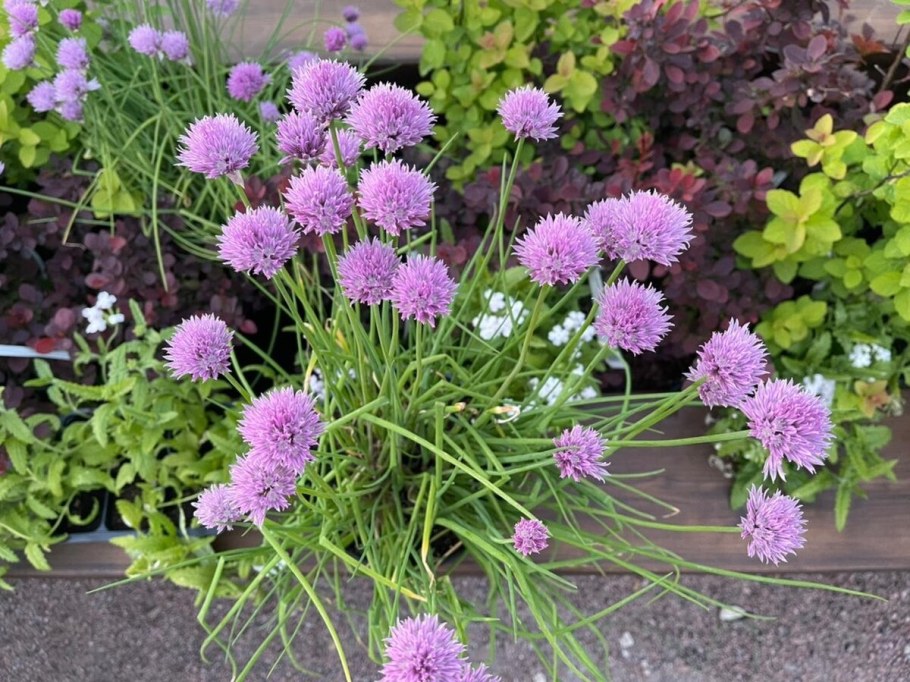 Лук шнитт эгоист (а)