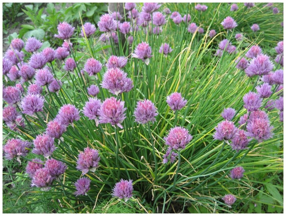 Шнитт батун