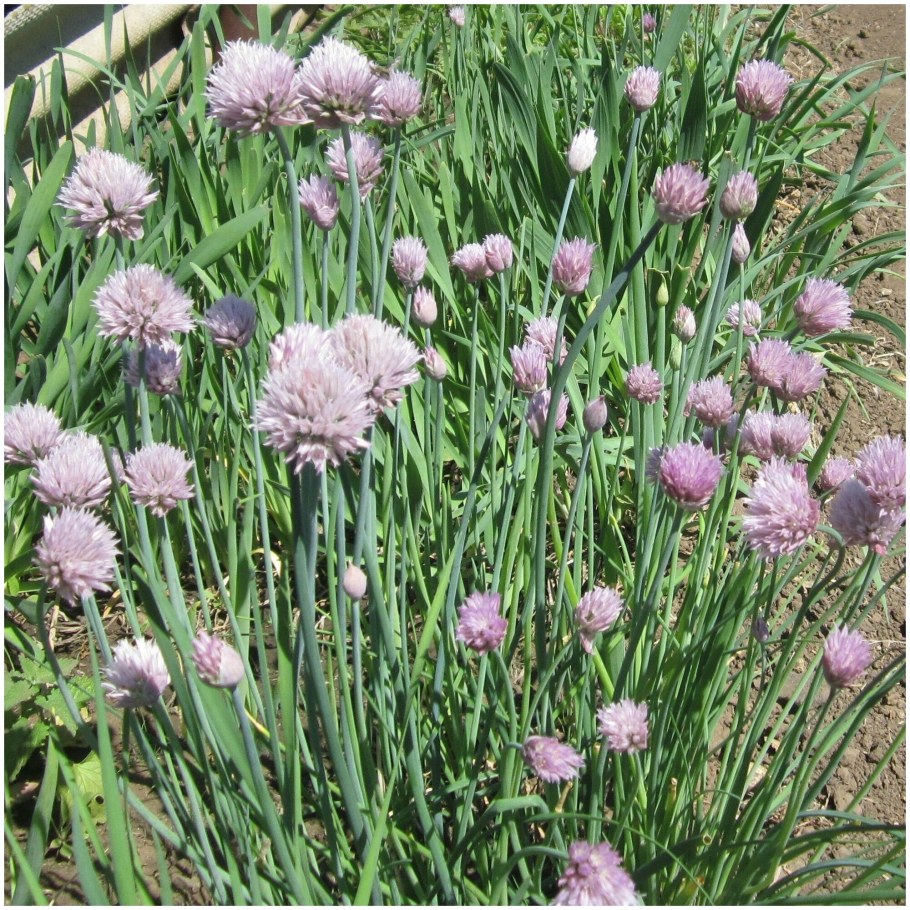 Лук шнитт Богемия