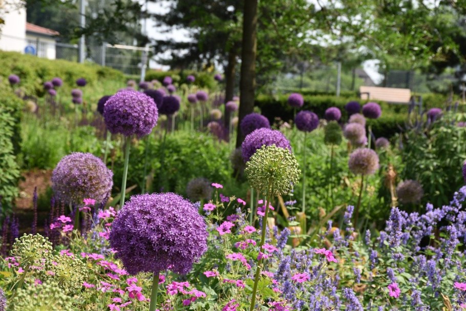 Аллиум Гладиатор растение