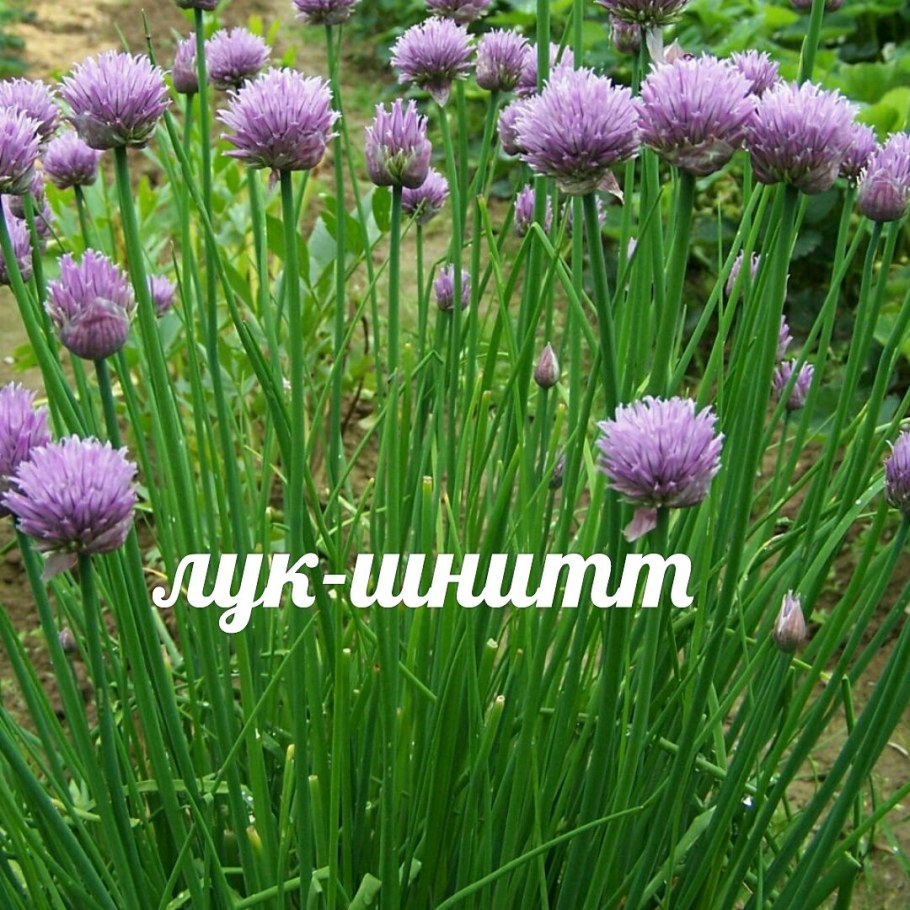 Лук шнитт всходы