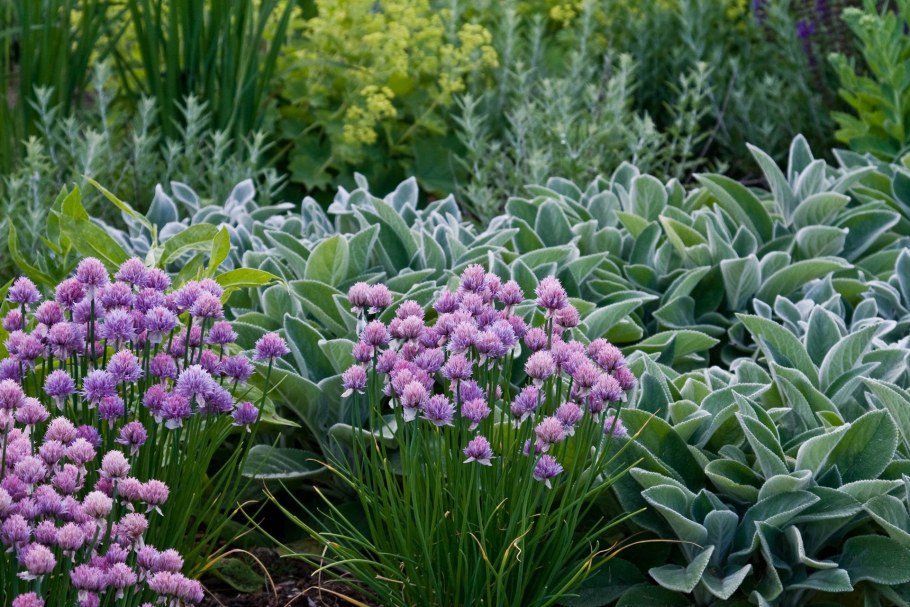 Флокс бордюрный многолетний