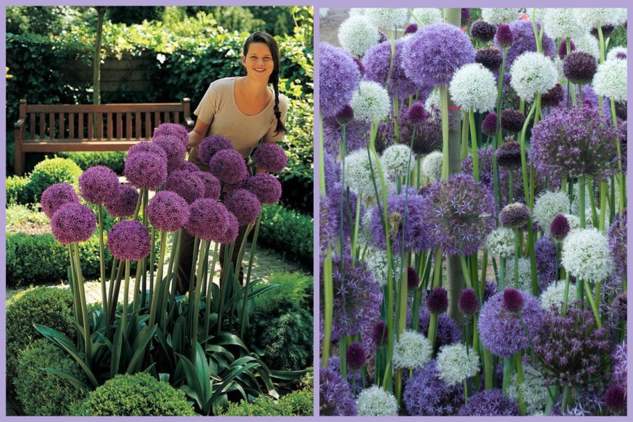 Аллиум саммер драммер