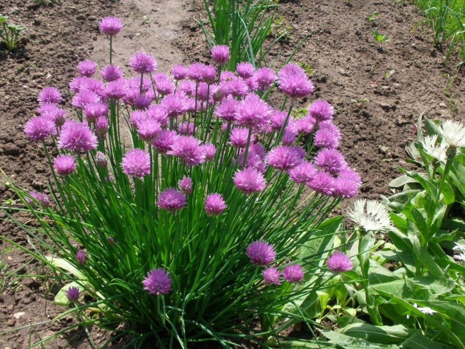 Лук шнитт (Allium schoenoprasum)