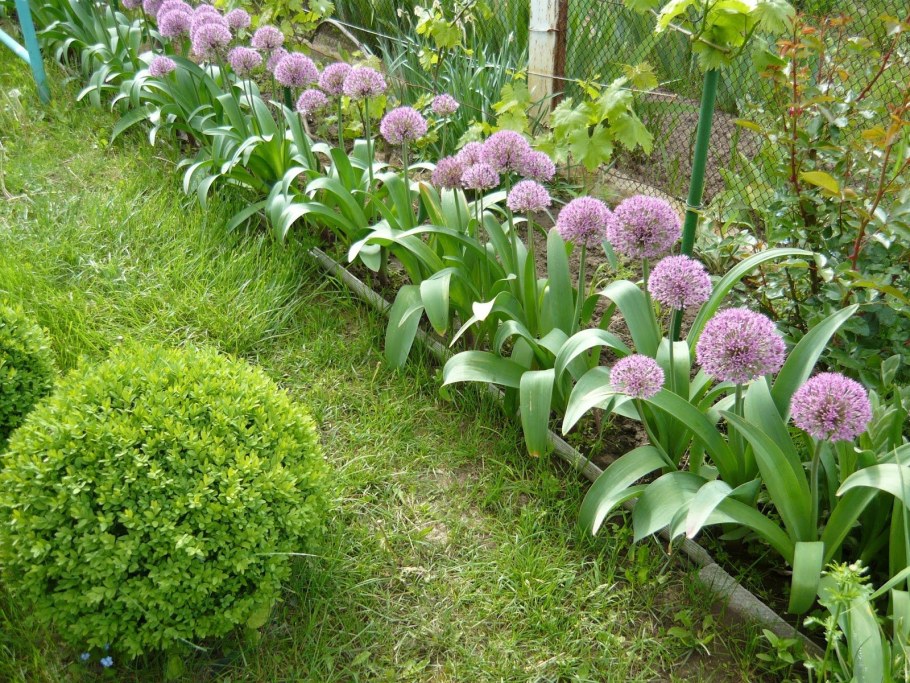 Лук аллиум Суворова