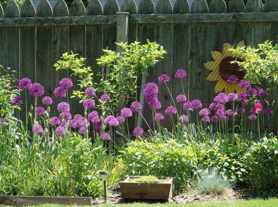 Миксбордер эхинацея тысячелистник