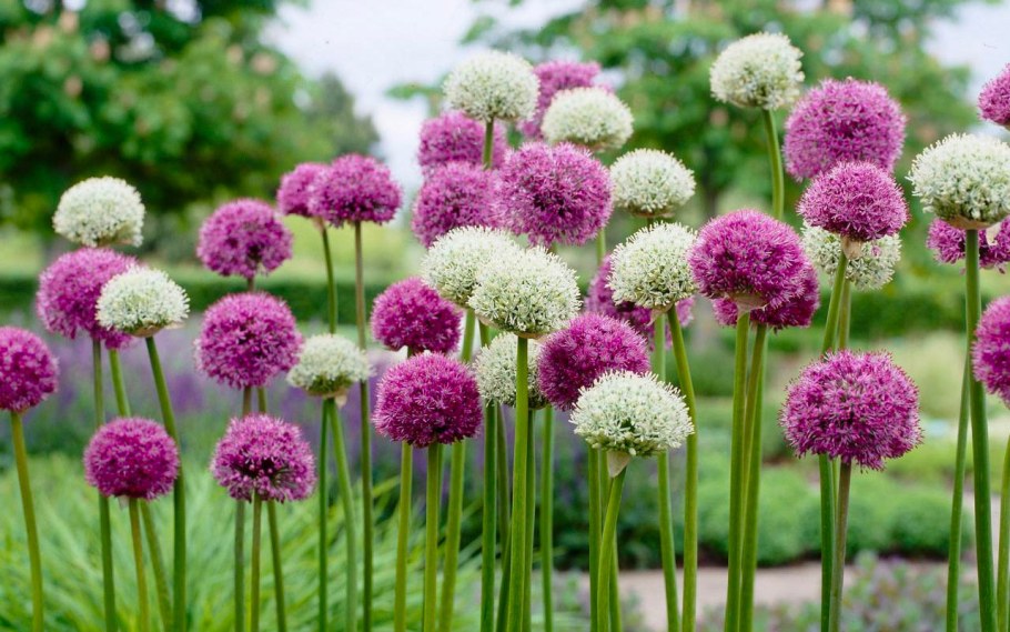 Луковичные аллиум