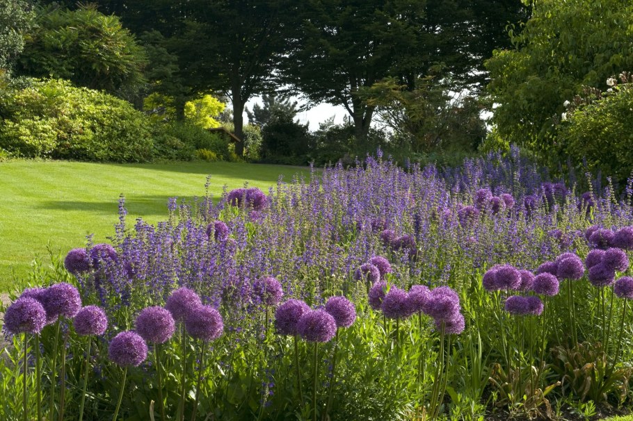 Аллиум котовник ландшафт