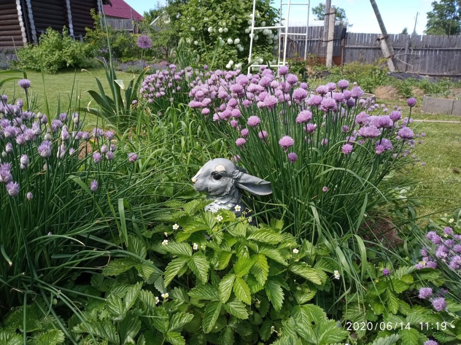 Шнитт лук в цветнике