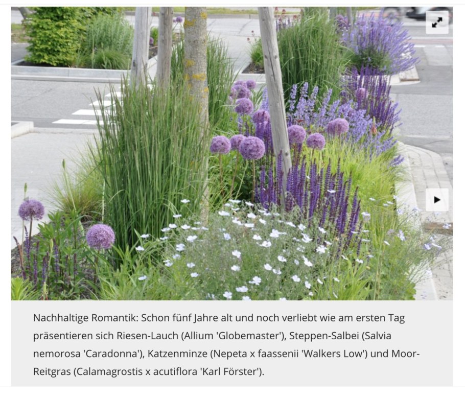 Вейник и шалфей