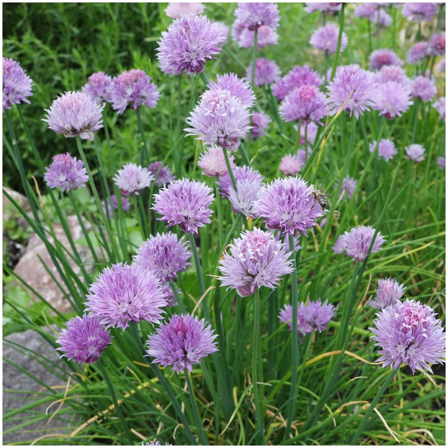 Лук шнитт (Allium schoenoprasum)